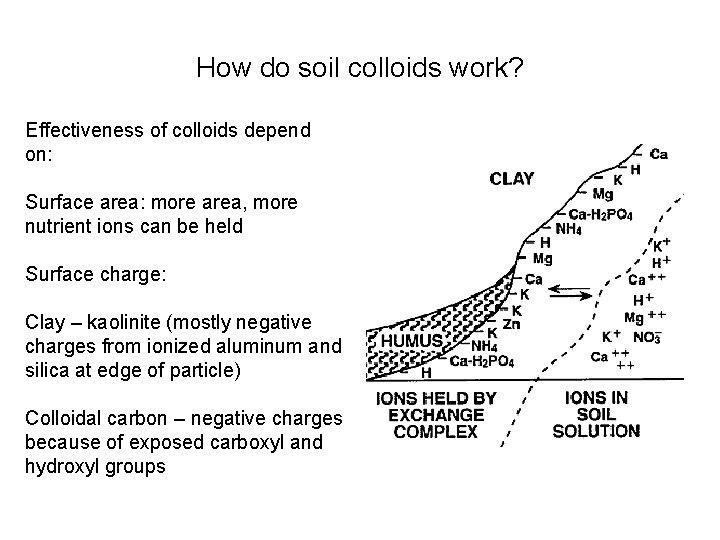 How do soil colloids work? Effectiveness of colloids depend on: Surface area: more area,