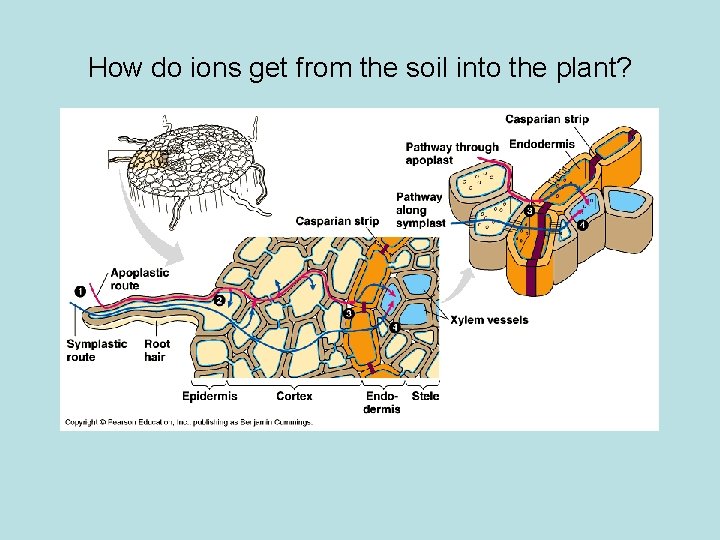 How do ions get from the soil into the plant? 