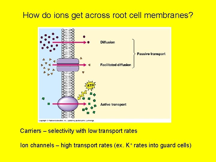 How do ions get across root cell membranes? Carriers – selectivity with low transport