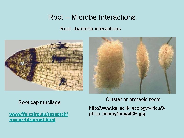 Root – Microbe Interactions Root –bacteria interactions Root cap mucilage www. ffp. csiro. au/research/