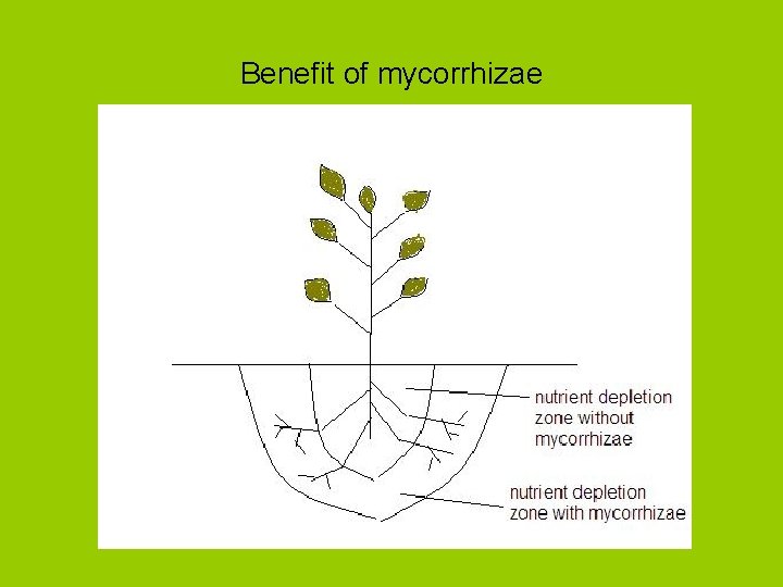 Benefit of mycorrhizae 