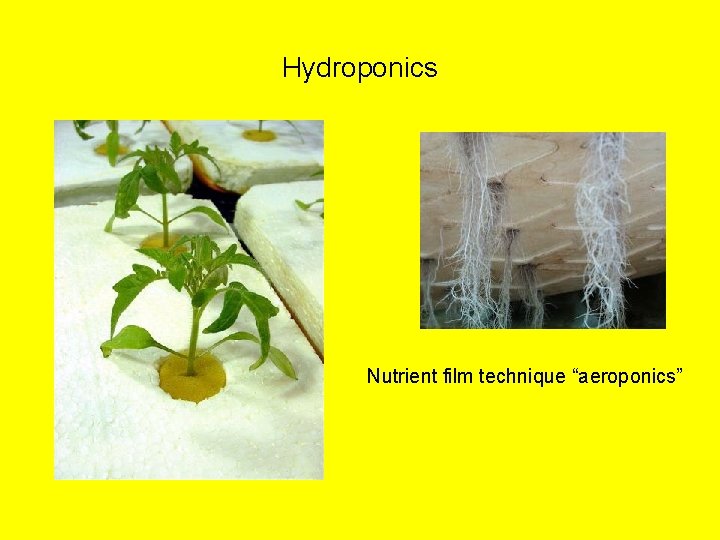 Hydroponics Nutrient film technique “aeroponics” 