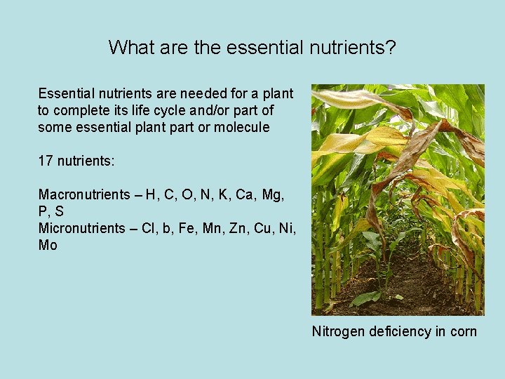 What are the essential nutrients? Essential nutrients are needed for a plant to complete