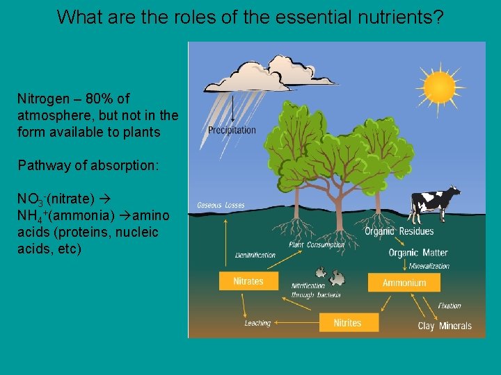 What are the roles of the essential nutrients? Nitrogen – 80% of atmosphere, but