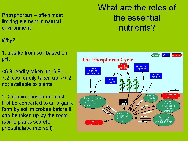 Phosphorous – often most limiting element in natural environment Why? 1. uptake from soil