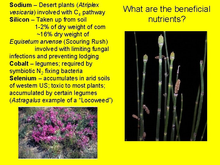 Sodium – Desert plants (Atriplex vesicaria) involved with C 4 pathway Silicon – Taken