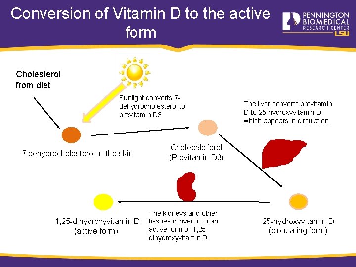 Conversion of Vitamin D to the active form Cholesterol from diet Sunlight converts 7