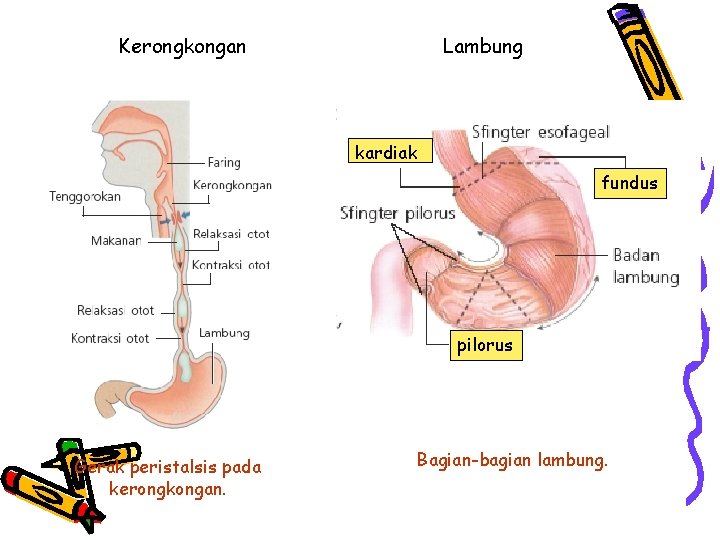 Kerongkongan Lambung kardiak fundus pilorus Gerak peristalsis pada kerongkongan. Bagian-bagian lambung. 