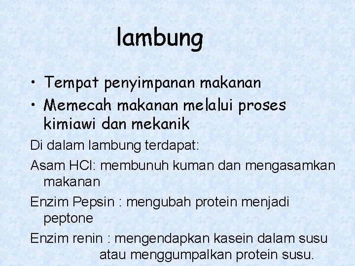 lambung • Tempat penyimpanan makanan • Memecah makanan melalui proses kimiawi dan mekanik Di