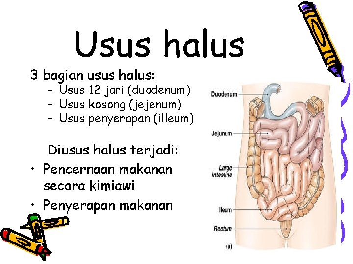 Usus halus 3 bagian usus halus: – Usus 12 jari (duodenum) – Usus kosong