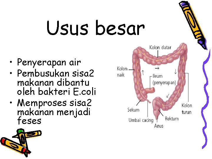 Usus besar • Penyerapan air • Pembusukan sisa 2 makanan dibantu oleh bakteri E.