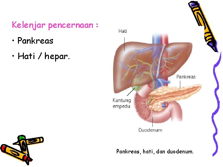 Kelenjar pencernaan : • Pankreas • Hati / hepar. Pankreas, hati, dan duodenum. 