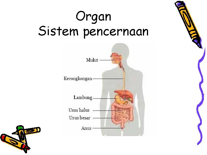 Organ Sistem pencernaan 