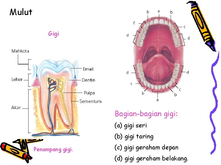 Mulut Gigi Bagian-bagian gigi: (a) gigi seri (b) gigi taring Penampang gigi. (c) gigi