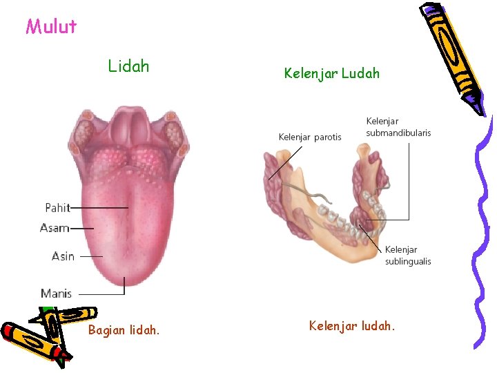 Mulut Lidah Bagian lidah. Kelenjar Ludah Kelenjar ludah. 