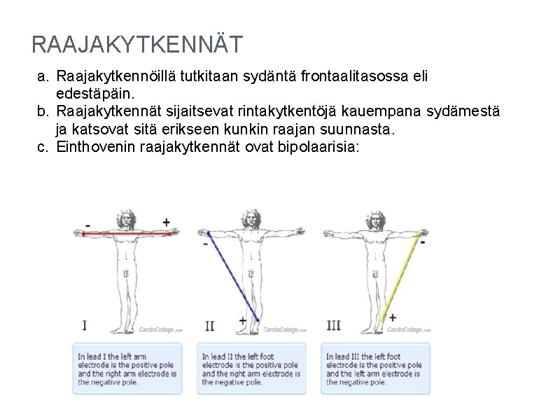 RAAJAKYTKENNÄT a. Raajakytkennöillä tutkitaan sydäntä frontaalitasossa eli edestäpäin. b. Raajakytkennät sijaitsevat rintakytkentöjä kauempana sydämestä