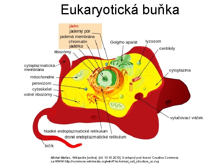 Eukaryotická buňka Michal Maňas, . Wikipedie [online]. [cit. 10. 2013]. Dostupný pod licencí Creative