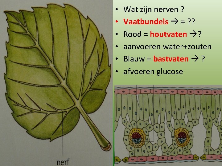  • • • Wat zijn nerven ? Vaatbundels = ? ? Rood =