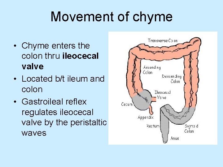 Movement of chyme • Chyme enters the colon thru ileocecal valve • Located b/t