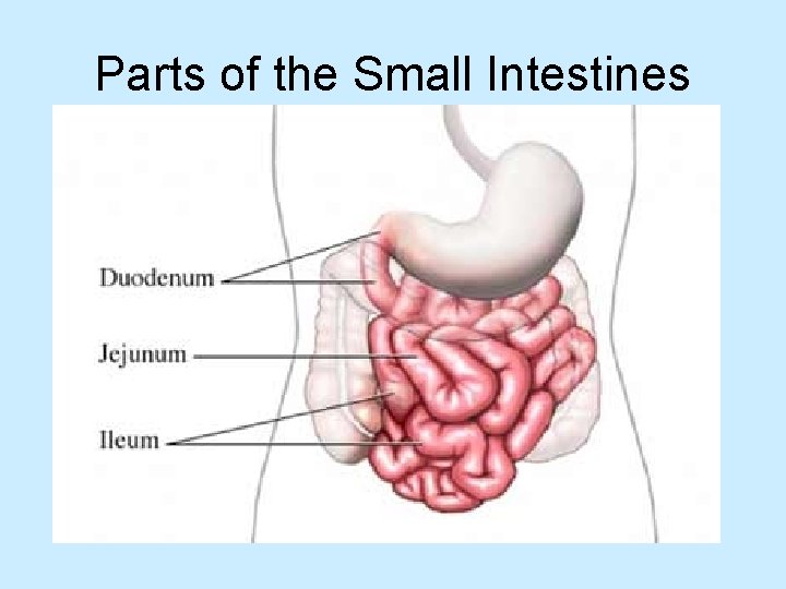Parts of the Small Intestines 