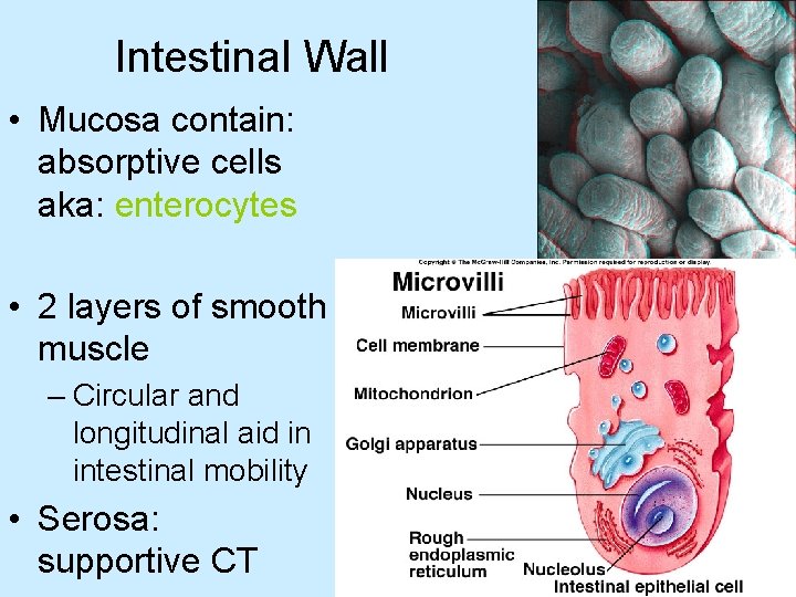 Intestinal Wall • Mucosa contain: absorptive cells aka: enterocytes • 2 layers of smooth