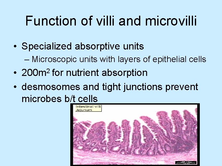 Function of villi and microvilli • Specialized absorptive units – Microscopic units with layers