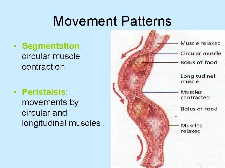 Movement Patterns • Segmentation: circular muscle contraction • Peristalsis: movements by circular and longitudinal