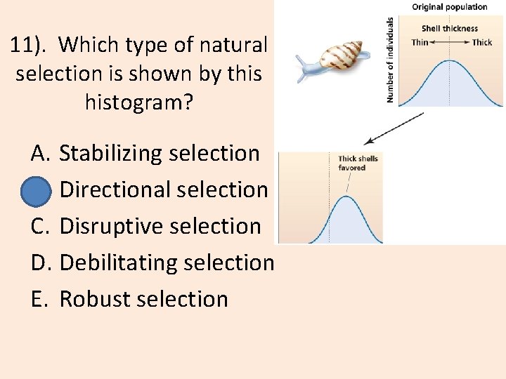 11). Which type of natural selection is shown by this histogram? A. Stabilizing selection