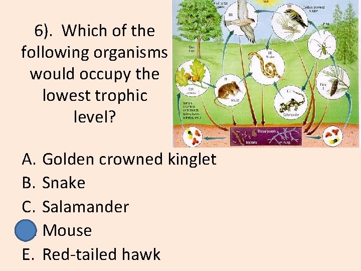 6). Which of the following organisms would occupy the lowest trophic level? A. Golden