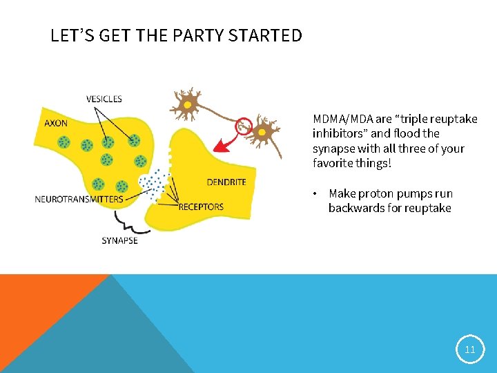 LET’S GET THE PARTY STARTED MDMA/MDA are “triple reuptake inhibitors” and flood the synapse