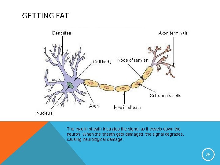 GETTING FAT The myelin sheath insulates the signal as it travels down the neuron.