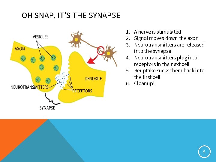 OH SNAP, IT’S THE SYNAPSE 1. A nerve is stimulated 2. Signal moves down