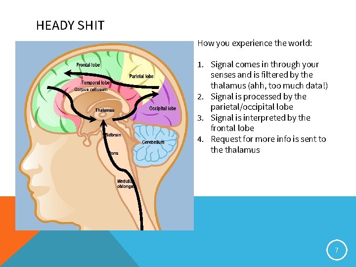 HEADY SHIT How you experience the world: 1. Signal comes in through your senses