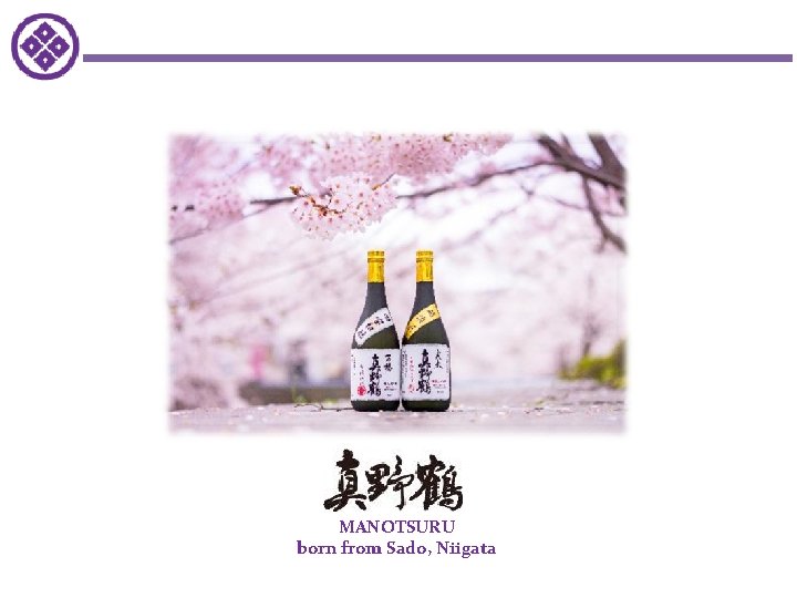 MANOTSURU born from Sado, Niigata MANOTSURU born from Sado, Niigata