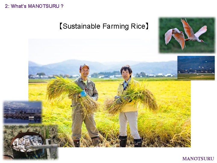 2: What’s MANOTSURU ? 【Sustainable Farming Rice】 MANOTSURU 