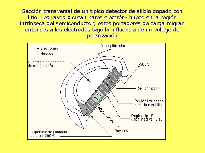 Sección transversal de un típico detector de silicio dopado con litio. Los rayos X