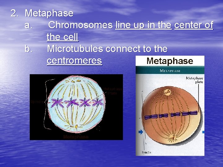 2. Metaphase a. Chromosomes line up in the center of the cell b. Microtubules