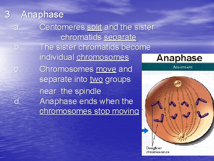 3. Anaphase a. Centomeres split and the sister chromatids separate b. The sister chromatids