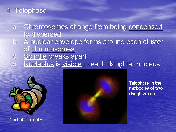 4. Telophase a. Chromosomes change from being condensed to dispersed b. A nuclear envelope