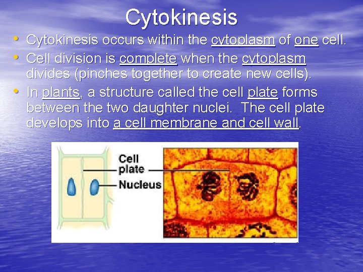 Cytokinesis • Cytokinesis occurs within the cytoplasm of one cell. • Cell division is