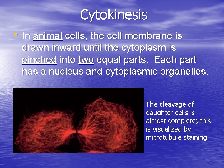 Cytokinesis • In animal cells, the cell membrane is drawn inward until the cytoplasm