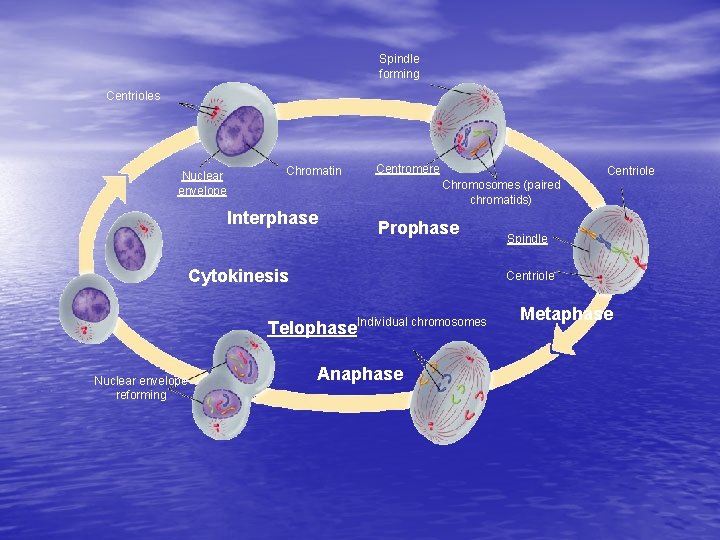 Spindle forming Centrioles Nuclear envelope Chromatin Centromere Centriole Chromosomes (paired chromatids) Interphase Prophase Cytokinesis