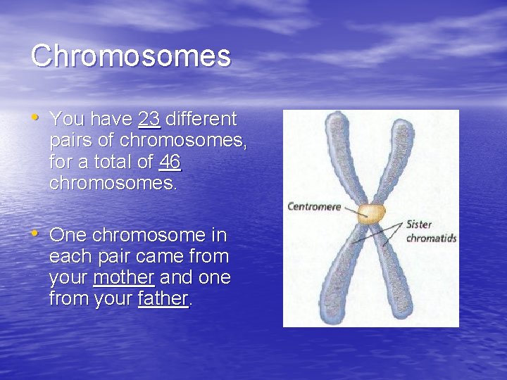 Chromosomes • You have 23 different pairs of chromosomes, for a total of 46