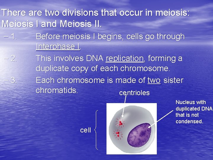 There are two divisions that occur in meiosis: Meiosis I and Meiosis II. –