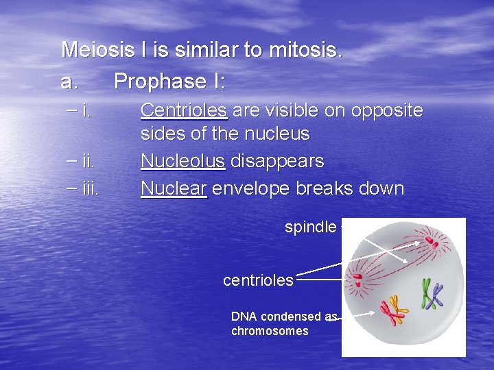 Meiosis I is similar to mitosis. a. Prophase I: – i. Centrioles are visible