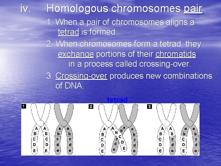 iv. Homologous chromosomes pair 1. When a pair of chromosomes aligns a tetrad is