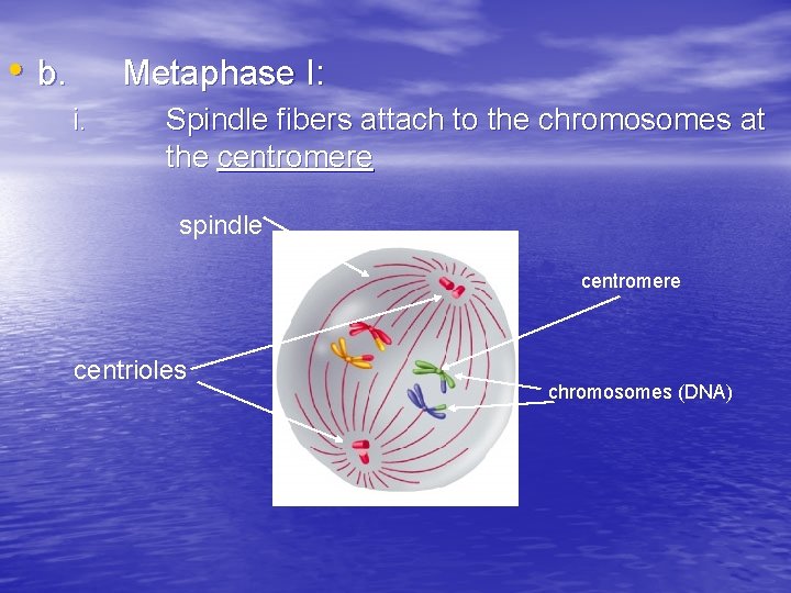  • b. Metaphase I: i. Spindle fibers attach to the chromosomes at the