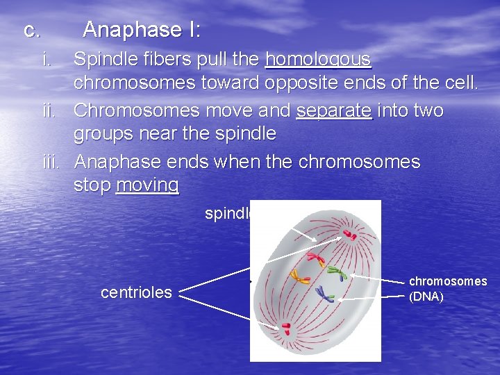 c. Anaphase I: i. Spindle fibers pull the homologous chromosomes toward opposite ends of