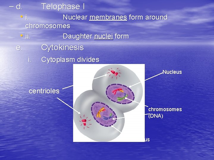– d. Telophase I • i. Nuclear membranes form around chromosomes • ii. Daughter
