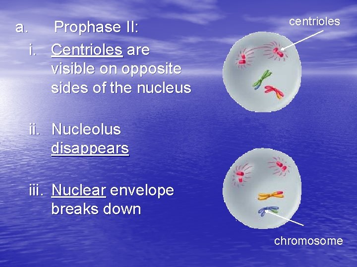 a. Prophase II: i. Centrioles are visible on opposite sides of the nucleus centrioles
